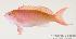  (Pseudanthias mooreanus - MBIO688.4)  @13 [ ] Unspecified (default): All Rights Reserved  Unspecified Unspecified