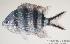  ( - MBIO706.4)  @12 [ ] Unspecified (default): All Rights Reserved  Unspecified Unspecified