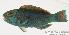  (Chlorurus frontalis - MBIO895.4)  @14 [ ] Unspecified (default): All Rights Reserved  Unspecified Unspecified