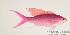  (Pseudanthias pascalus - MBIO929.4)  @15 [ ] Unspecified (default): All Rights Reserved  Unspecified Unspecified