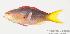  (Pseudanthias olivaceus - MBIO1846.4)  @13 [ ] Unspecified (default): All Rights Reserved  Unspecified Unspecified