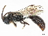  ( - BIOUG08555-G11)  @11 [ ] CreativeCommons - Attribution Share - Alike (2023) CBG Photography Group Centre for Biodiversity Genomics