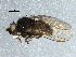  (Phytomyza nepetae - BIOUG08698-D03)  @13 [ ] CreativeCommons - Attribution (2014) CBG Photography Group Centre for Biodiversity Genomics