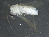  ( - BIOUG08936-C07)  @12 [ ] CreativeCommons - Attribution (2014) CBG Photography Group Centre for Biodiversity Genomics
