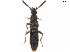  ( - BIOUG09136-D05)  @11 [ ] CreativeCommons - Attribution (2019) CBG Photography Group Centre for Biodiversity Genomics