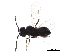  ( - BIOUG09508-B03)  @13 [ ] CreativeCommons - Attribution (2019) CBG Photography Group Centre for Biodiversity Genomics