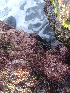  ( - CAN0010)  @11 [ ] CreativeCommons - Attribution Non-Commercial Share-Alike (2013) Unspecified Universidade de La Laguna