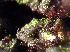  ( - CAN0066)  @11 [ ] CreativeCommons - Attribution Non-Commercial Share-Alike (2013) Unspecified Universidade de La Laguna