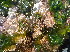  ( - CAN0107)  @11 [ ] CreativeCommons - Attribution Non-Commercial Share-Alike (2013) Unspecified Universidade de La Laguna