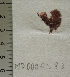  (Pleonosporium borreri - MD0002383)  @11 [ ] CreativeCommons - Attribution Non-Commercial Share-Alike (2014) Unspecified CIBIO Azores