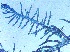  (Herposiphonia sp. 1MP - MD0002838)  @11 [ ] CreativeCommons - Attribution Non-Commercial Share-Alike (2014) Unspecified CIBIO Azores