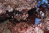  ( - MD0002931)  @11 [ ] CreativeCommons - Attribution Non-Commercial Share-Alike (2014) Unspecified CIBIO Azores