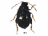  (Chaetocnema confinis - BIOUG10075-F07)  @14 [ ] CreativeCommons - Attribution (2015) CBG Photography Group Centre for Biodiversity Genomics
