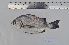  ( - PE2016A12-15)  @11 [ ] Copyright (2077) Ximena Velez-Zuazo Smithsonian Institution