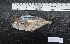  ( - PE2016A3-1)  @11 [ ] Copyright (2077) Ximena Velez-Zuazo Smithsonian Institution