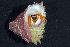  (Calcinus nitidus - MBIO2323.1)  @14 [ ] Unspecified (default): All Rights Reserved  Unspecified Unspecified