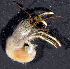  (Clibanarius ransoni - MBIO2328.1)  @14 [ ] Unspecified (default): All Rights Reserved  Unspecified Unspecified