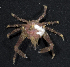  (Menaethius monoceros - MBIO2430.1)  @13 [ ] Unspecified (default): All Rights Reserved  Unspecified Unspecified