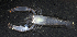 (Apopontonia - MBIO2503.1)  @13 [ ] Unspecified (default): All Rights Reserved  Unspecified Unspecified