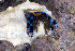  (Calcinus elegans - MBIO2546.1)  @15 [ ] Unspecified (default): All Rights Reserved  Unspecified Unspecified
