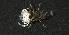  (Gnathophyllum - MBIO2887.1)  @14 [ ] Unspecified (default): All Rights Reserved  Unspecified Unspecified