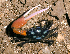  (Paraleptuca chlorophthalmus - MBIO3076.1)  @15 [ ] Unspecified (default): All Rights Reserved  Unspecified Unspecified