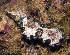  (Glossodoris - MBIO2092.1)  @15 [ ] Unspecified (default): All Rights Reserved  Unspecified Unspecified