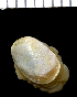  (Smaragdinella - MBIO2105.1)  @14 [ ] Unspecified (default): All Rights Reserved  Unspecified Unspecified