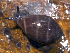  (Melampus castaneus - MBIO2236.1)  @11 [ ] Unspecified (default): All Rights Reserved  Unspecified Unspecified