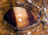  (Melampus fasciatus - MBIO2237.1)  @11 [ ] Unspecified (default): All Rights Reserved  Unspecified Unspecified