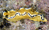  (Glossodoris sibogae - MBIO2374.1)  @11 [ ] Unspecified (default): All Rights Reserved  Unspecified Unspecified