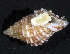  (Drupella ochrostoma - MBIO2702.1)  @14 [ ] Unspecified (default): All Rights Reserved  Unspecified Unspecified