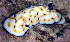  (Chromodoris - MBIO2735.1)  @15 [ ] Unspecified (default): All Rights Reserved  Unspecified Unspecified
