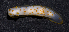  (Polyceridae - MBIO2880.1)  @16 [ ] Unspecified (default): All Rights Reserved  Unspecified Unspecified