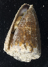  (Conus vitulinus - MBIO3233.1)  @13 [ ] Unspecified (default): All Rights Reserved  Unspecified Unspecified