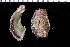  (Chama iostoma - MBIO3254.1)  @11 [ ] Unspecified (default): All Rights Reserved  Unspecified Unspecified