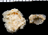  (Chama sp - MBIO3393.1)  @11 [ ] Unspecified (default): All Rights Reserved  Unspecified Unspecified
