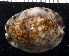  (Cypraea maculifera - MBIO3414.1)  @11 [ ] Unspecified (default): All Rights Reserved  Unspecified Unspecified