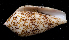  (Conus canonicus - MBIO3424.1)  @11 [ ] Unspecified (default): All Rights Reserved  Unspecified Unspecified