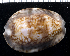  (Cypraea depressa - MBIO3551.1)  @11 [ ] Unspecified (default): All Rights Reserved  Unspecified Unspecified