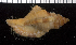  (Monoplex pilearis - MBIO3778.1)  @11 [ ] Unspecified (default): All Rights Reserved  Unspecified Unspecified