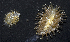  ( - MBIO3932.1)  @11 [ ] Unspecified (default): All Rights Reserved  Unspecified Unspecified