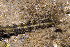  (Synapta - MBIO2124.1)  @11 [ ] Unspecified (default): All Rights Reserved  Unspecified Unspecified