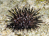  (Echinometra sp. A - MBIO2287.1)  @11 [ ] Unspecified (default): All Rights Reserved  Unspecified Unspecified