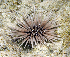 ( - MBIO2288.1)  @11 [ ] Unspecified (default): All Rights Reserved  Unspecified Unspecified