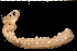  (Chiridota hawaiiensis - MBIO2460.1)  @11 [ ] Unspecified (default): All Rights Reserved  Unspecified Unspecified