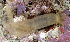  (Polyplectana - MBIO3580.1)  @11 [ ] Unspecified (default): All Rights Reserved  Unspecified Unspecified