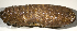  (Actinopyga guamensis - MBIO3758.1)  @11 [ ] Unspecified (default): All Rights Reserved  Unspecified Unspecified