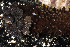  (Holothuria leucospilota - MBIO3895.1)  @11 [ ] Unspecified (default): All Rights Reserved  Unspecified Unspecified