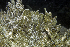  (Dysideidae - MBIO2448.1)  @13 [ ] Unspecified (default): All Rights Reserved  Unspecified Unspecified